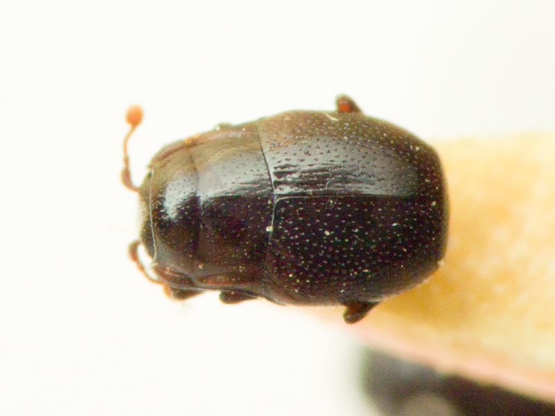 Plegaderus vulneratus (Panzer, 1792)